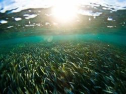 Seagrass