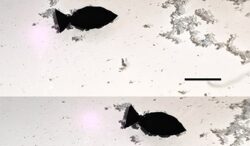 robotic-fish-remove-microplastics-Sichuan