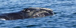 North Atlantic right whale, Bay of Fundy, New Brunswick, Canada
