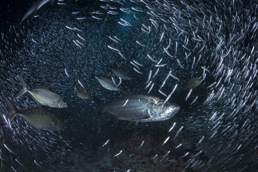 Silversides and tarpon_Grand Cayman Credit: Ellen Cuylaerts / Ocean Image Bank