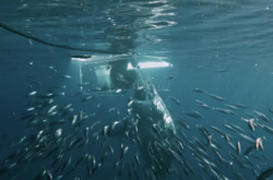 Great white smashes through diver's cage Shark Week documentary