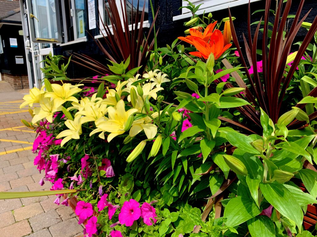 Flower borders at Shamrock Quay