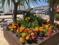 Shamrock Quay MDL in Bloom Overall Winner