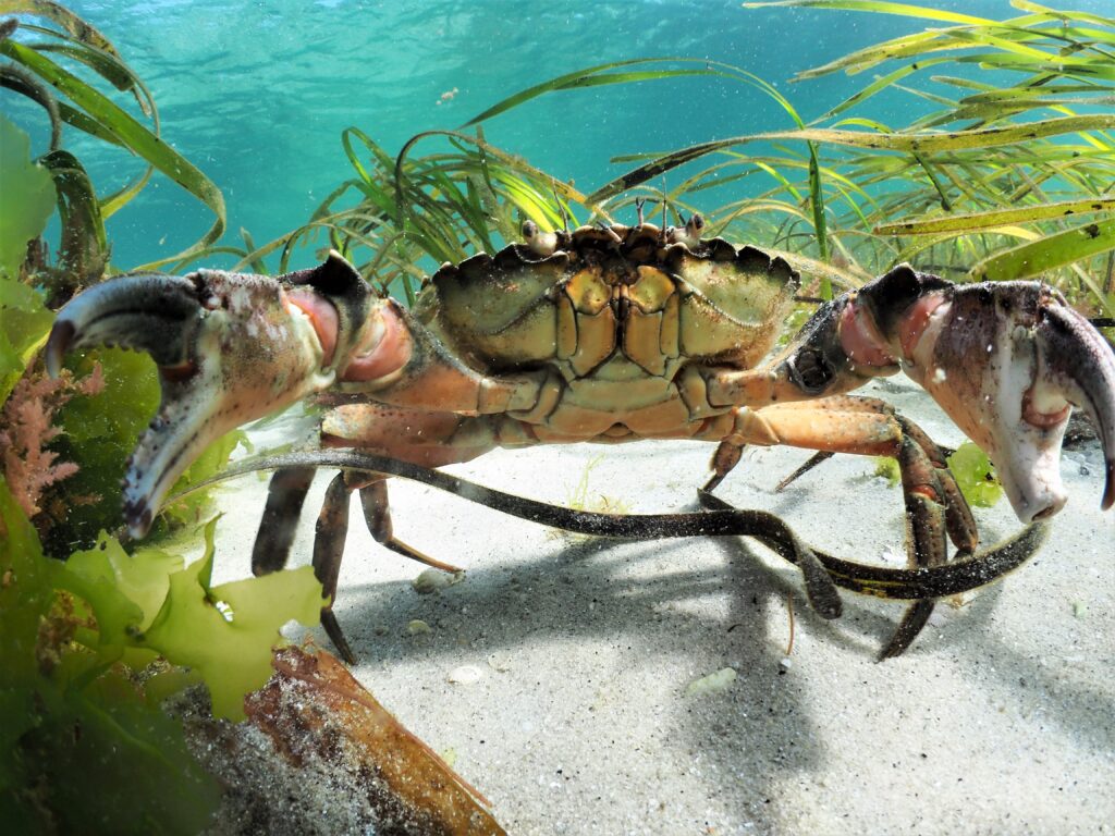 Seagrass with a Green Shore crab (Carcinus maenas), Isles of Scilly, Cornwall, UK
Credit: Michiel Vos / Ocean Image Bank
