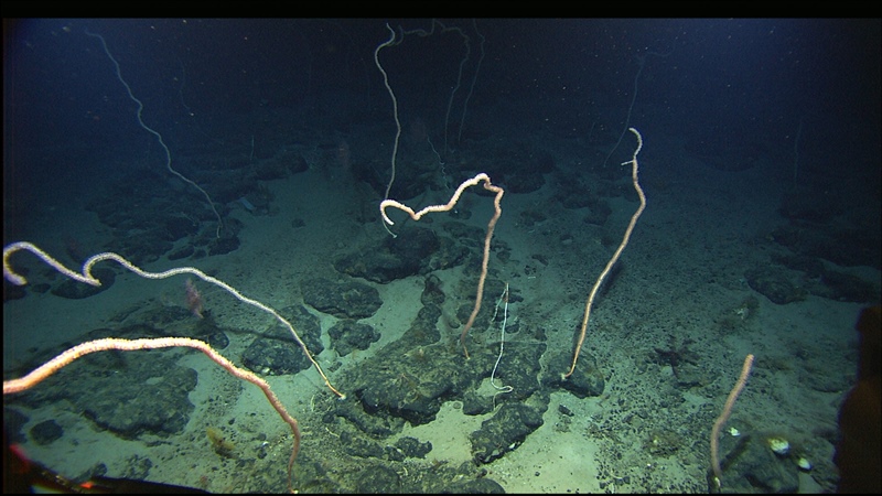 Forest of bamboo whip corals standing 10-12 feet in height.