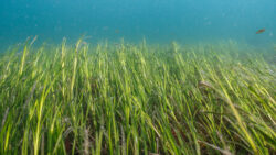 Seagrass