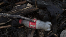 Plastic bottle amongst driftwood on a beach