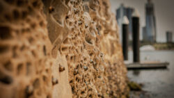 Living Seawalls