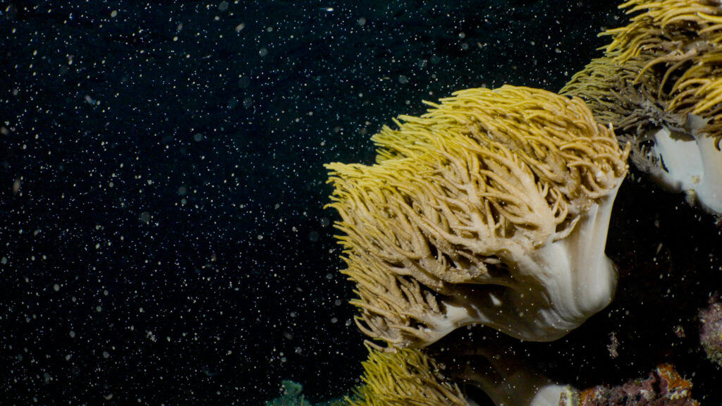 Great Barrier reef spawning Credit Calypso Productions