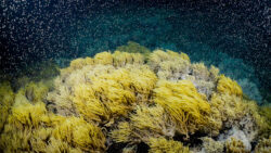 Great Barrier reef spawning Soft coral spawning 2.11.23 Credit Calypso Productions