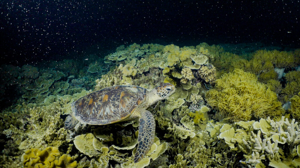 Great Barrier reef spawning Credit Calypso Productions