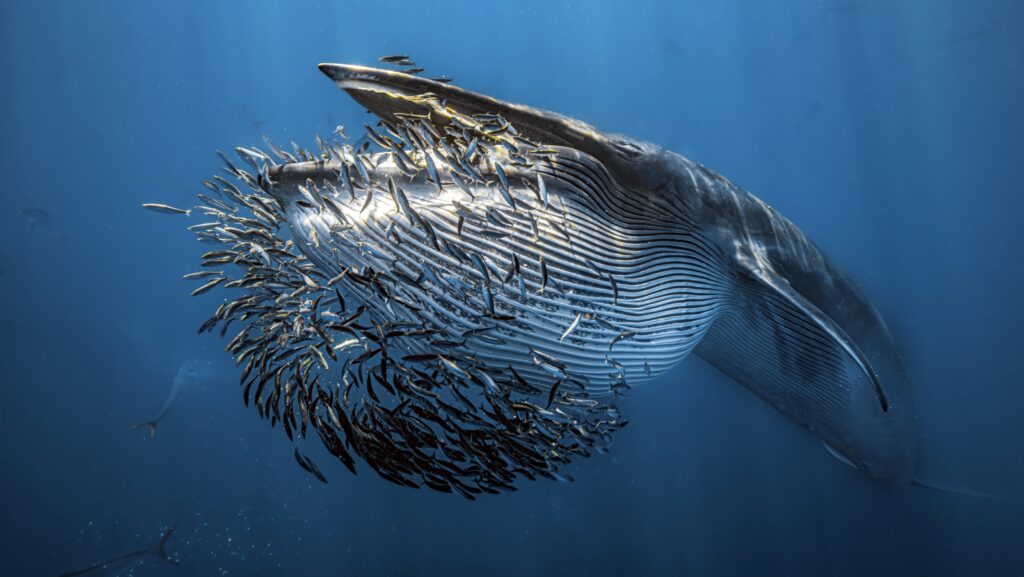 The End Of A Baitball