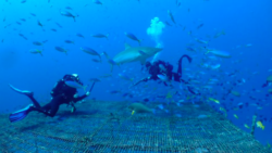 two divers swim with sharks in bright blue ocean